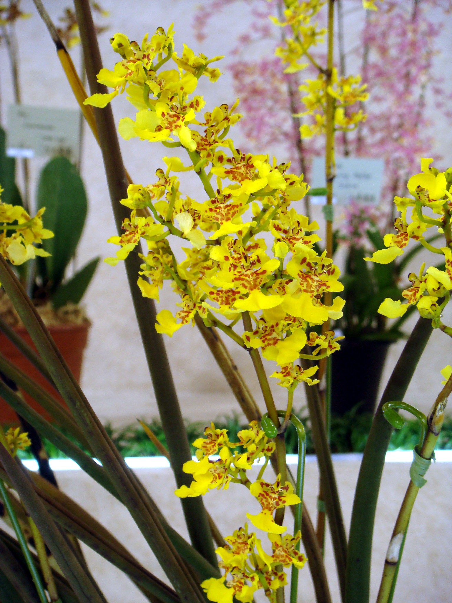 Oncidium cebolleta (Jacquin) Swartz